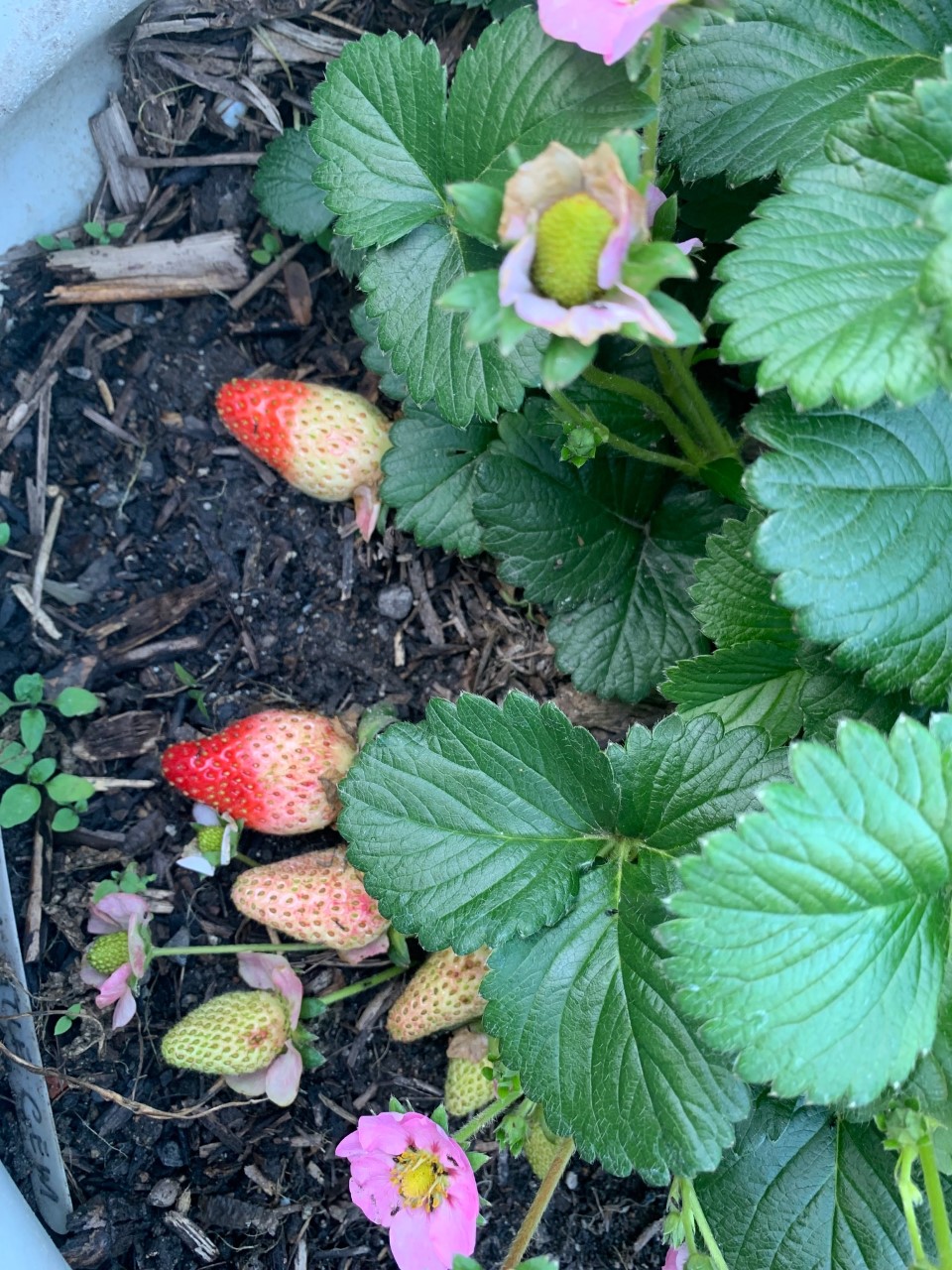 Garden Guardians Strawberries.jpg