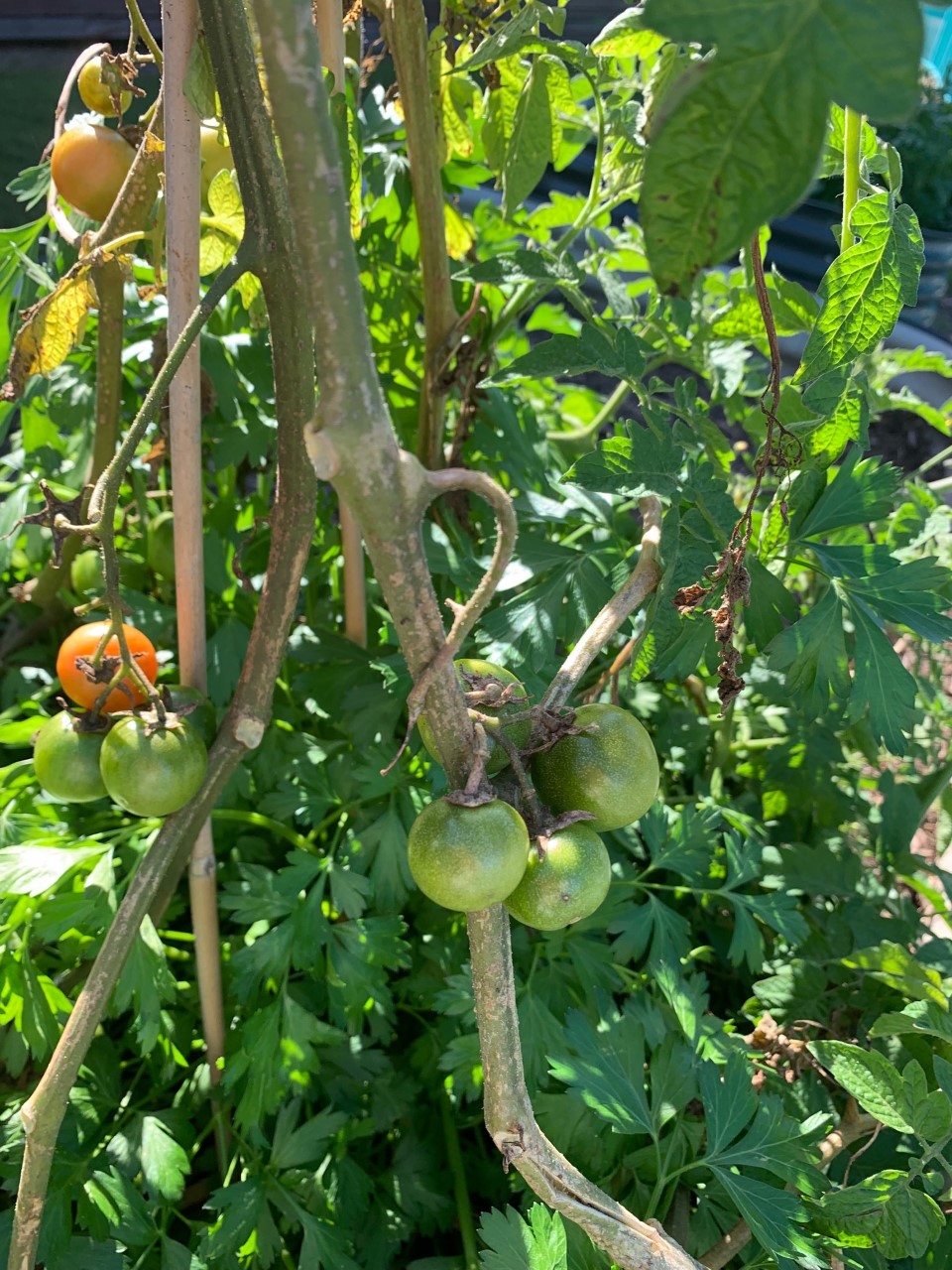 Garden Guardians Tomatoes.jpg